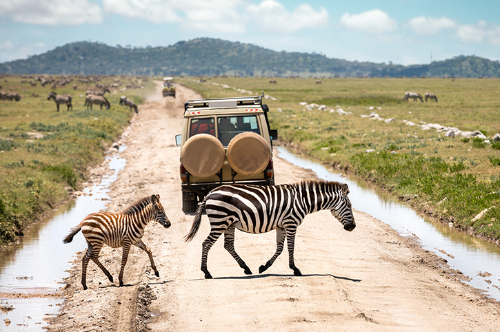 Great Migration Wildebeest and Zebras